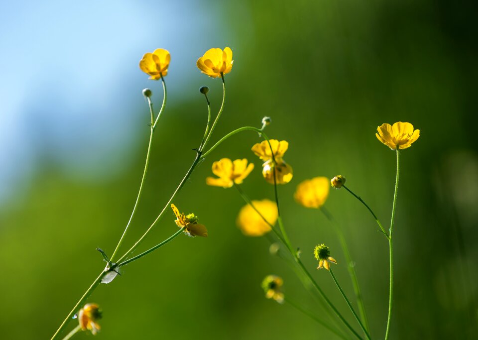 Beautiful flower nature flower of course