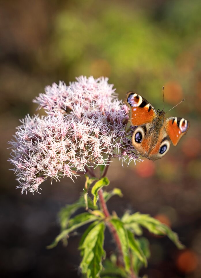 Insect macro tender