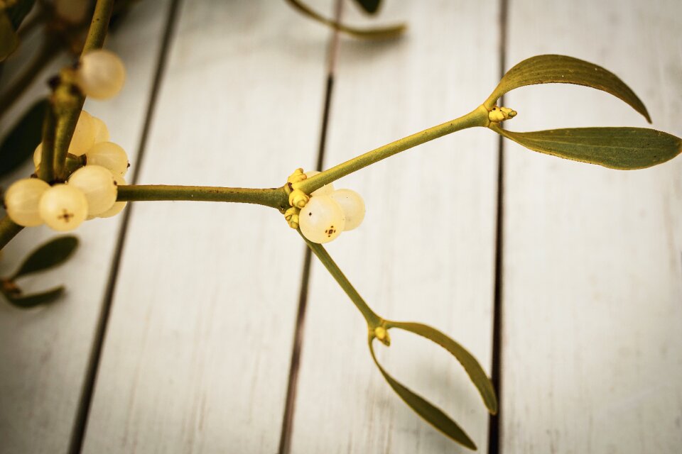 Plant evergreen parasitic tree