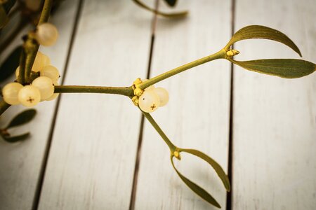Plant evergreen parasitic tree