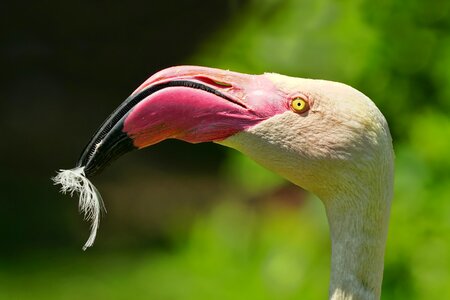 Feather exotic bill