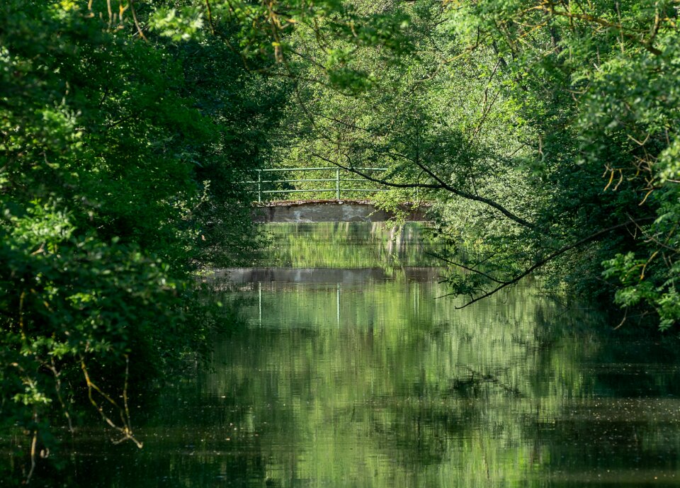 Water landscape forest
