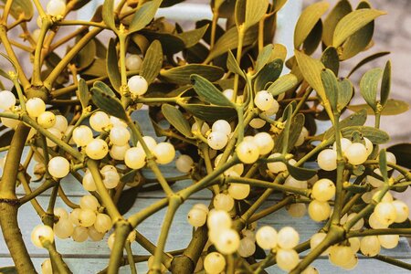 Plant evergreen parasitic tree