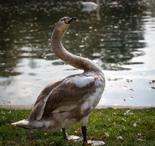 Animal water bird nature photo