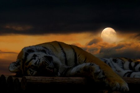 Cat big cat good night