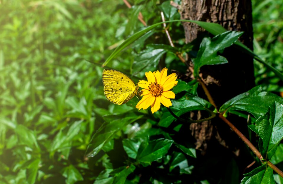 Plant yellow bright