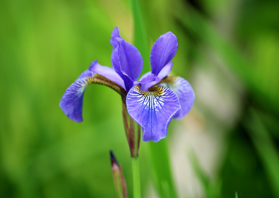 Spring violet plant
