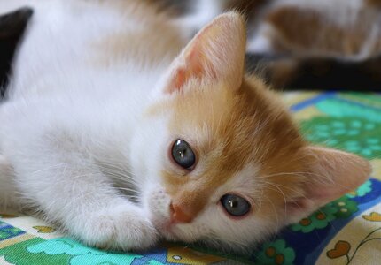 Kitten cute close up photo