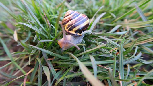 The sight of a snail spring garden