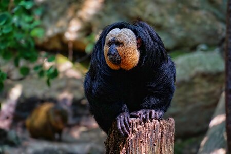Mammal monkey weisskopfsaki