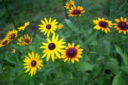 Flowers summer plant photo