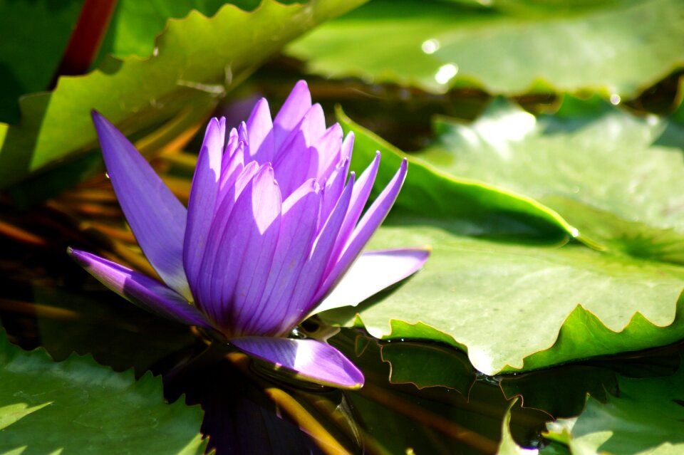 Lotus lotus blossom nuphar lutea