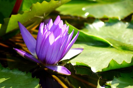 Lotus lotus blossom nuphar lutea photo