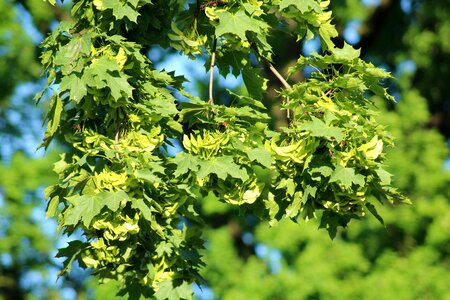 The fruits of the maple skrzydlaki maple leaves