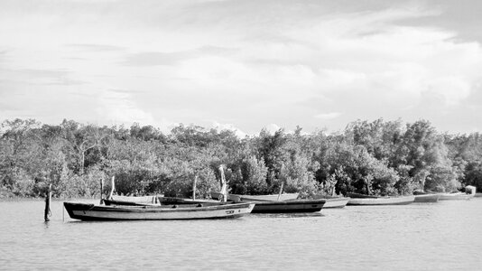 Mangue mar tide photo