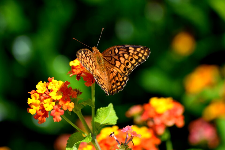 Colorful garden flowers