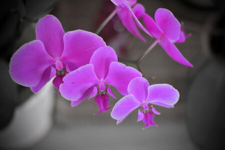Blooming petal orchid photo