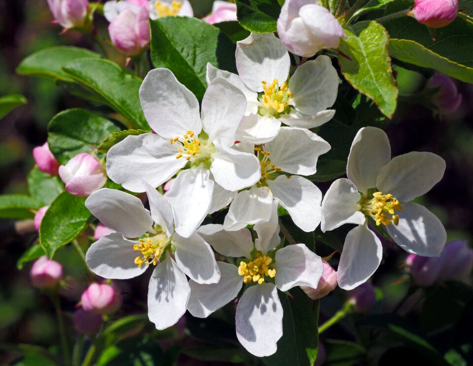 Flower garden plant