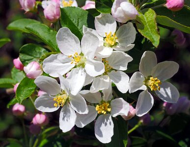 Flower garden plant