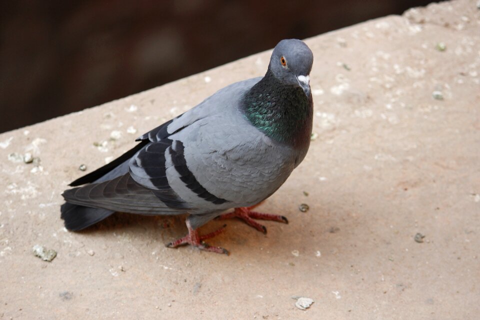 Pigeon hobby landscape