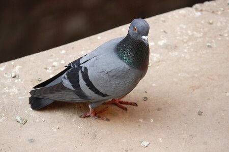 Pigeon hobby landscape