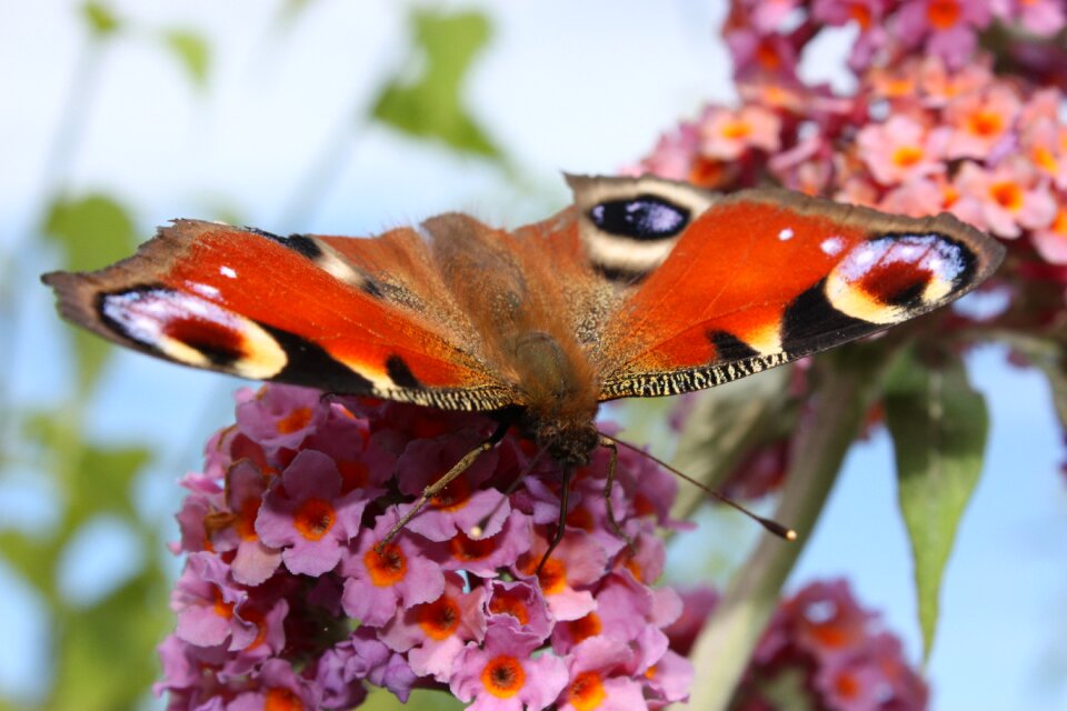 Nature close up insect