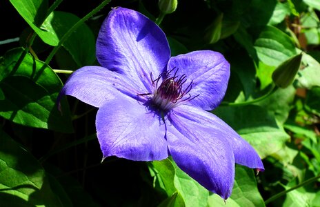 Nature creeper blue
