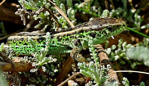 Nature reptile animal