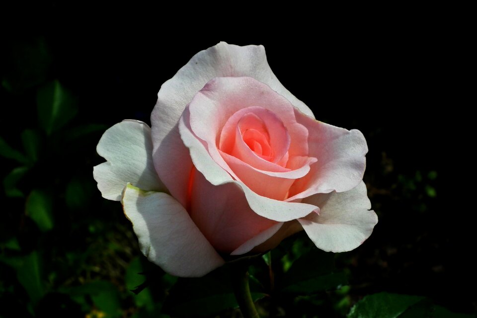 Pink rose nature spring