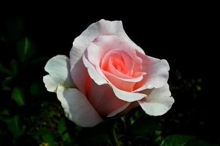 Pink rose nature spring photo