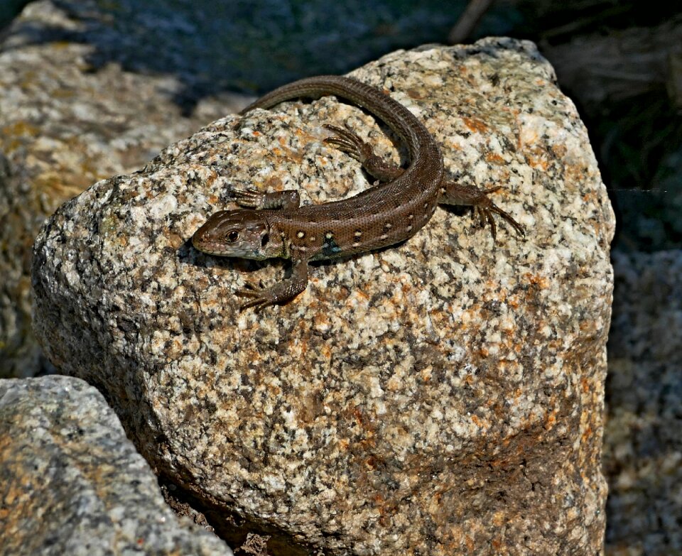 Sunbathing on rocks