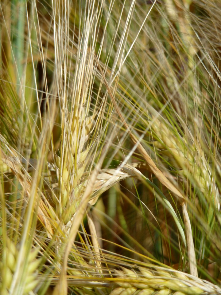 Agriculture cereals nature