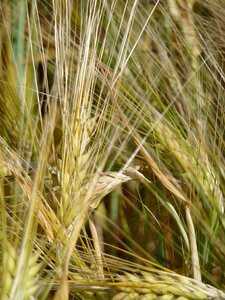 Agriculture cereals nature photo