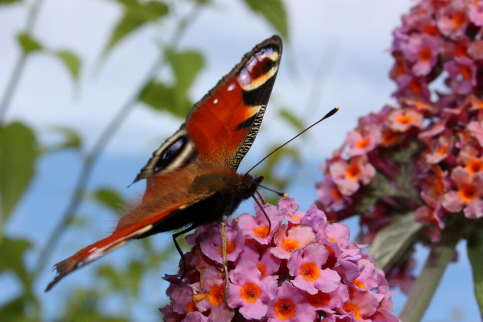 Nature close up insect