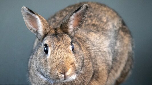 Cute bunny mammal photo