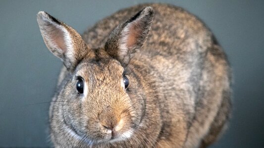 Cute bunny mammal