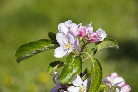 Spring apple tree blossom photo