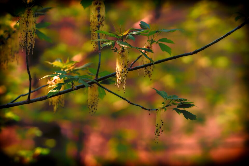 Plant tree growth