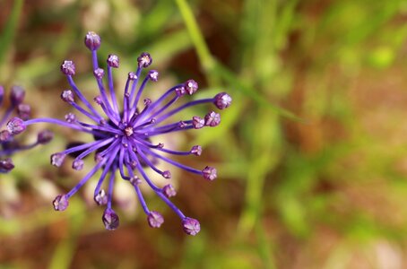 Purple petal purple flower