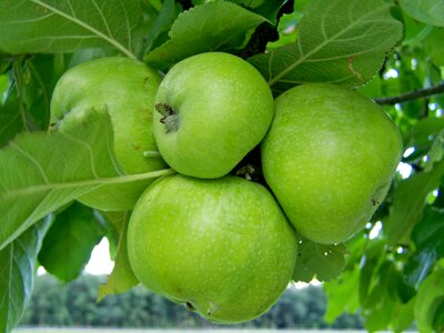 Apple green immature fruit