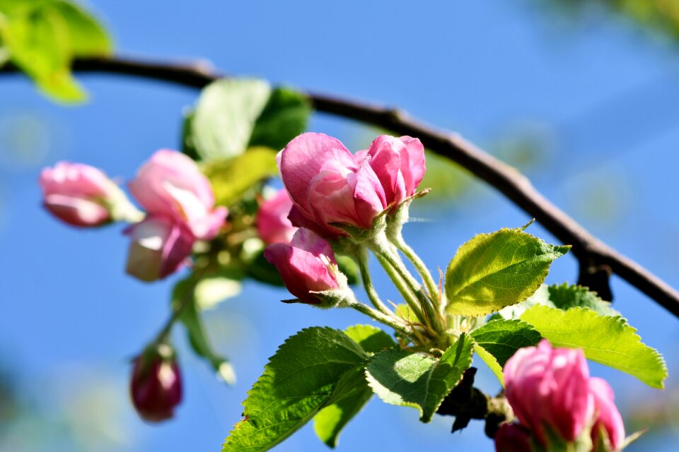 Apple tree flowers apple tree pink