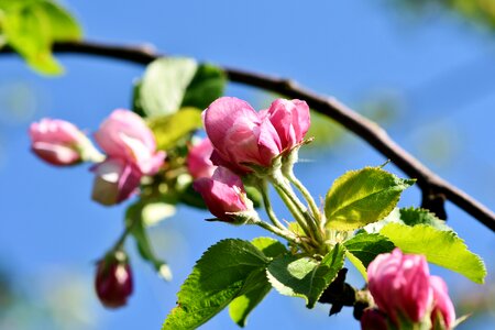 Apple tree flowers apple tree pink photo