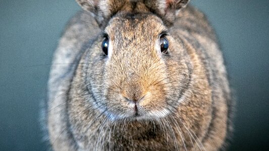 Cute bunny mammal photo