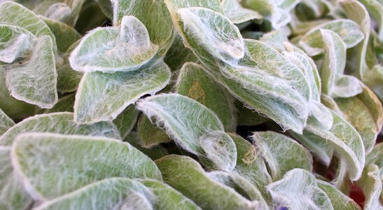 Texture detail plant