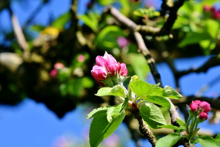 Apple tree flowers apple tree pink photo