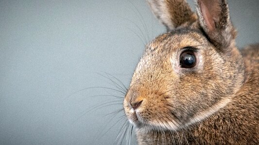 Cute bunny mammal photo