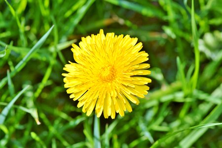 Pointed flower blossom bloom