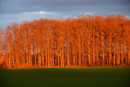 Nature trees landscape