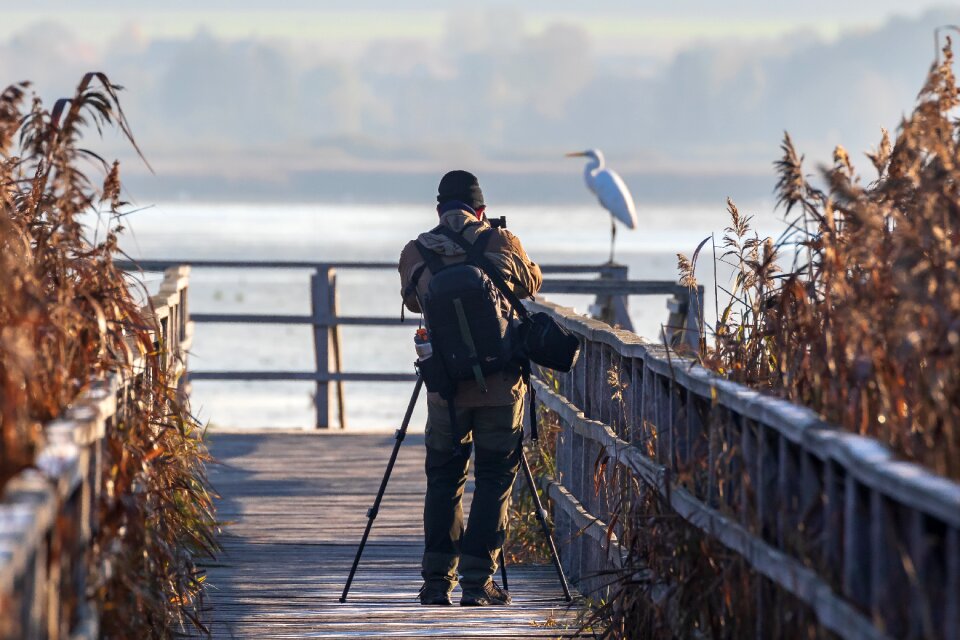 Egret nature landscape