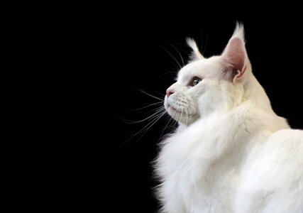 Eye sit cat